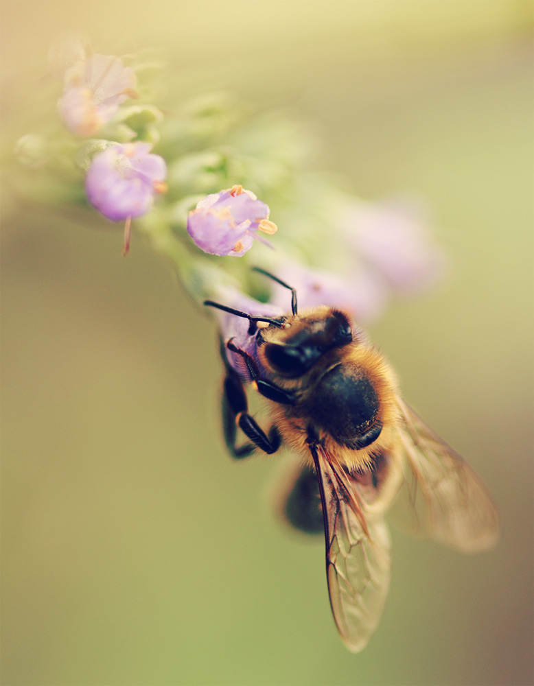 Пчелы и ветер. Пчела. Пчёлка на цветке. Пчелы на цветах. Пчела вертикальная.