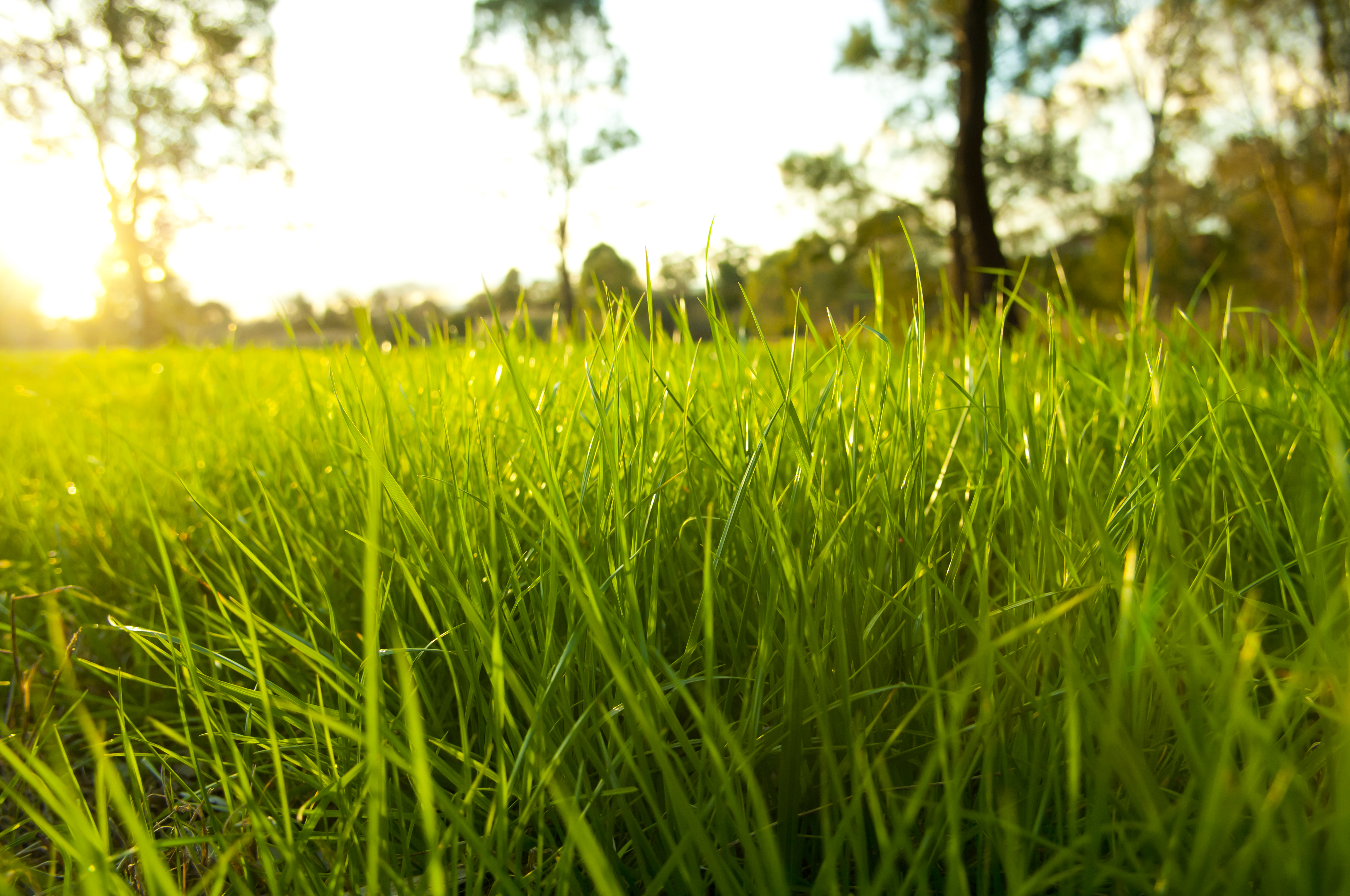 Покажите зелень. Зеленая трава. Красивая трава. Сочная трава. Трава фон.