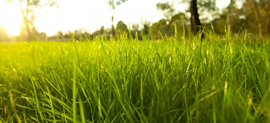 Lush Grass